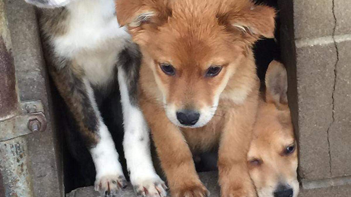 The first group of dogs in a confiscation case Nate's Honor Animal Rescue is assisting. 
 FACEBOOK PHOTO