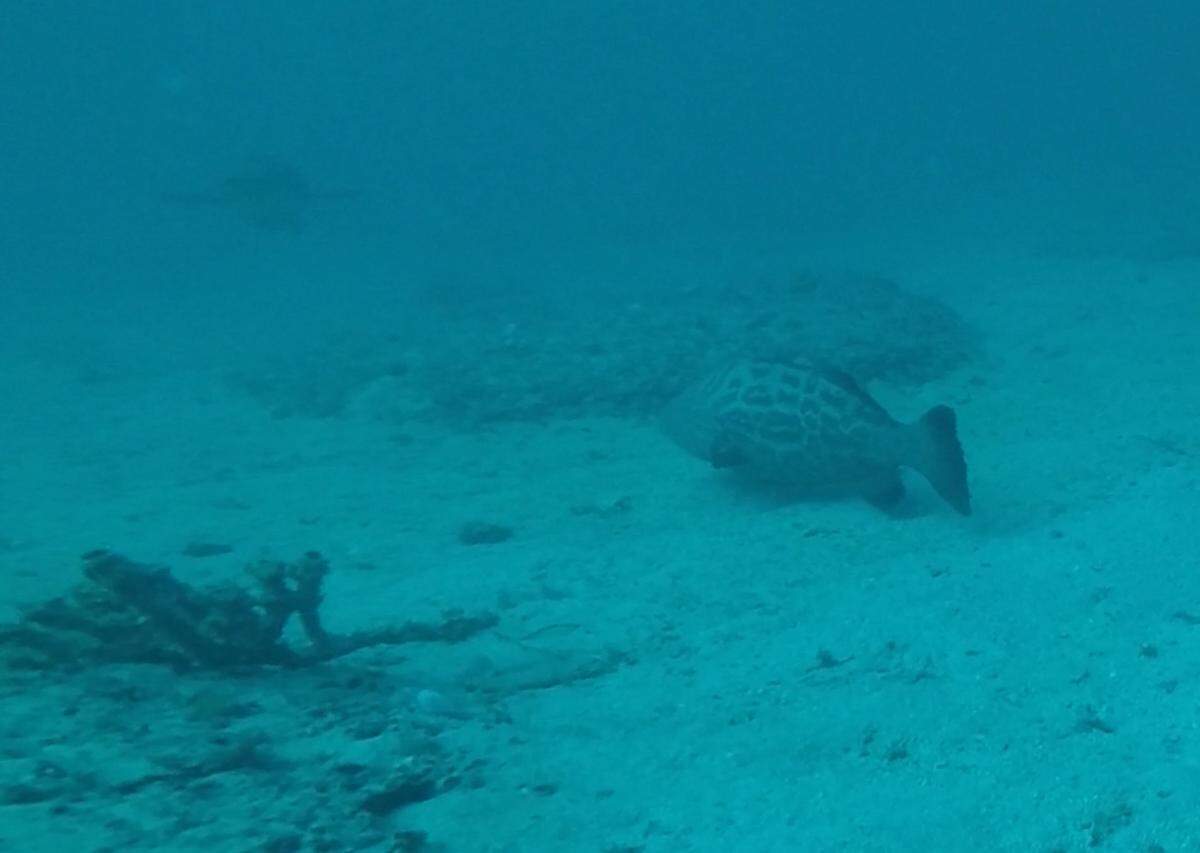 This still image of an underwater video shows the black grouper caught by Tony Summers.