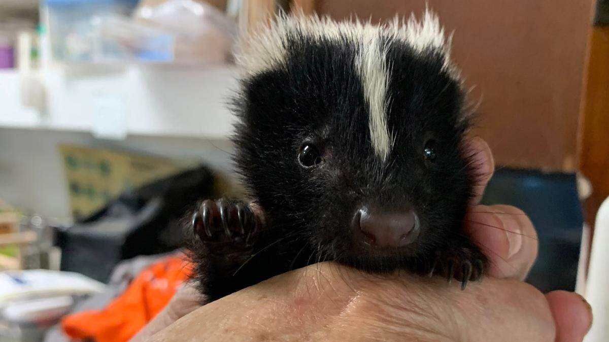 A baby skunk was brought to Wildlife Inc after Hurricane Ian.