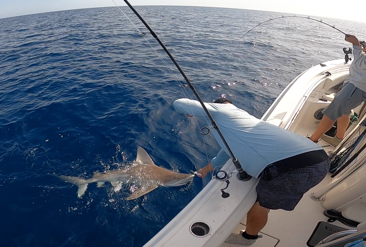 Chris and Caleb Petitt watch a shark steal a hooked tuna from their line on Wednesday, April 27, 2022.