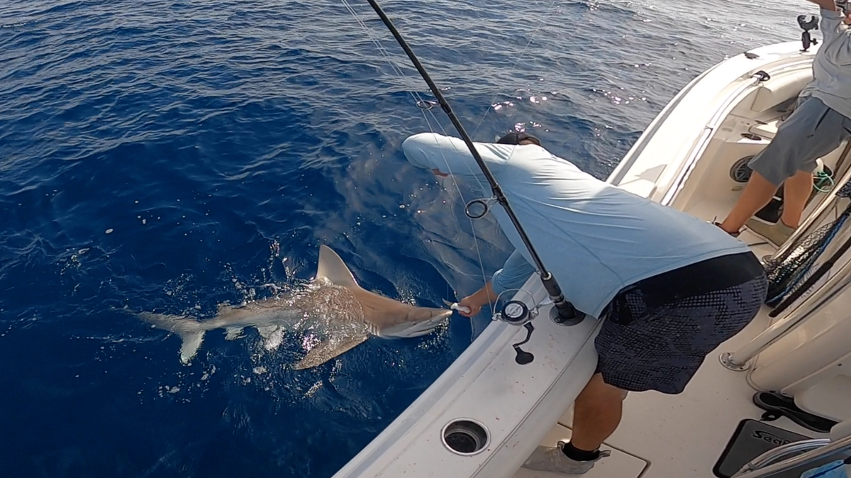 Chris and Caleb Petitt watch a shark steal a hooked tuna from their line on Wednesday, April 27, 2022.