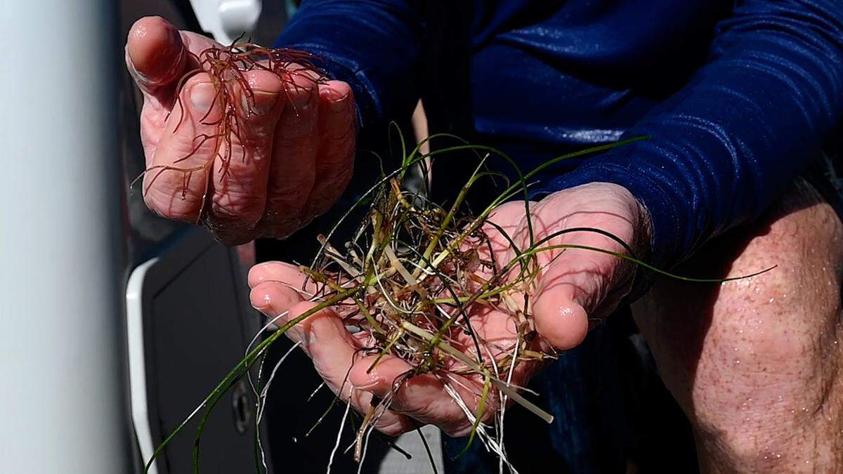 David Tomakso, executive director of the Sarasota Bay Estuary Program, looks at some seagrass during a trip into upper Sarasota Bay.
