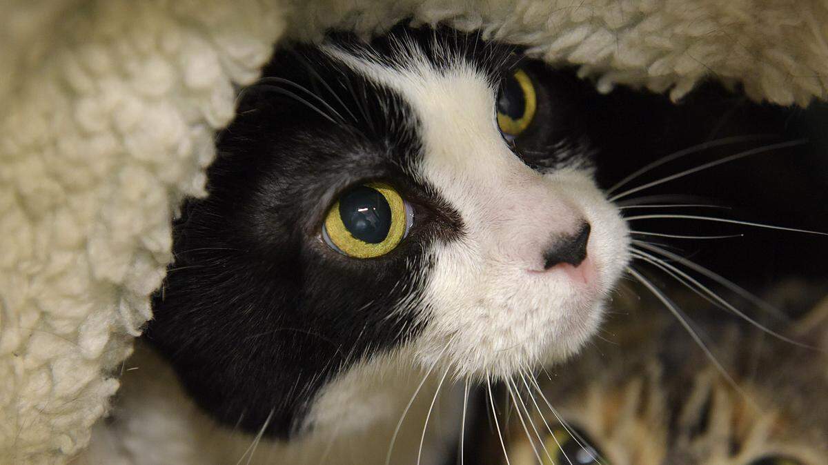 Jasper, a female domestic shorthair cat, is available for adoption at Manatee County Animal Services in Palmetto. She has her front paws declawed and her adoption fee is $40 plus a $15 county tag fee. 
 TIFFANY TOMPKINS/Bradenton Herald