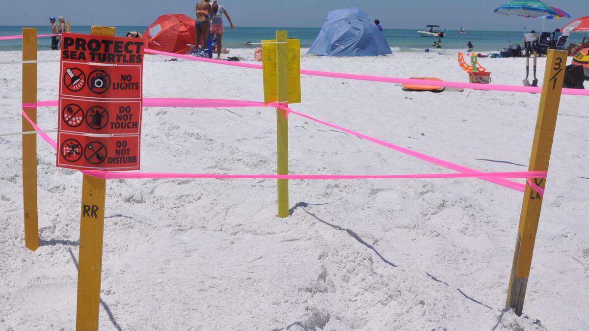 This Bradenton Herald file photo shows Anna Maria Island’s first sea turtle nest of the 2016 nesting season. The nest was discovered on Mother’s Day at the end of Spring Avenue, near the Sandbar restaurant. On July 5, a similar nest on Nokomis Beach was damaged by suspected poachers, according to Mote Marine Laboratory.