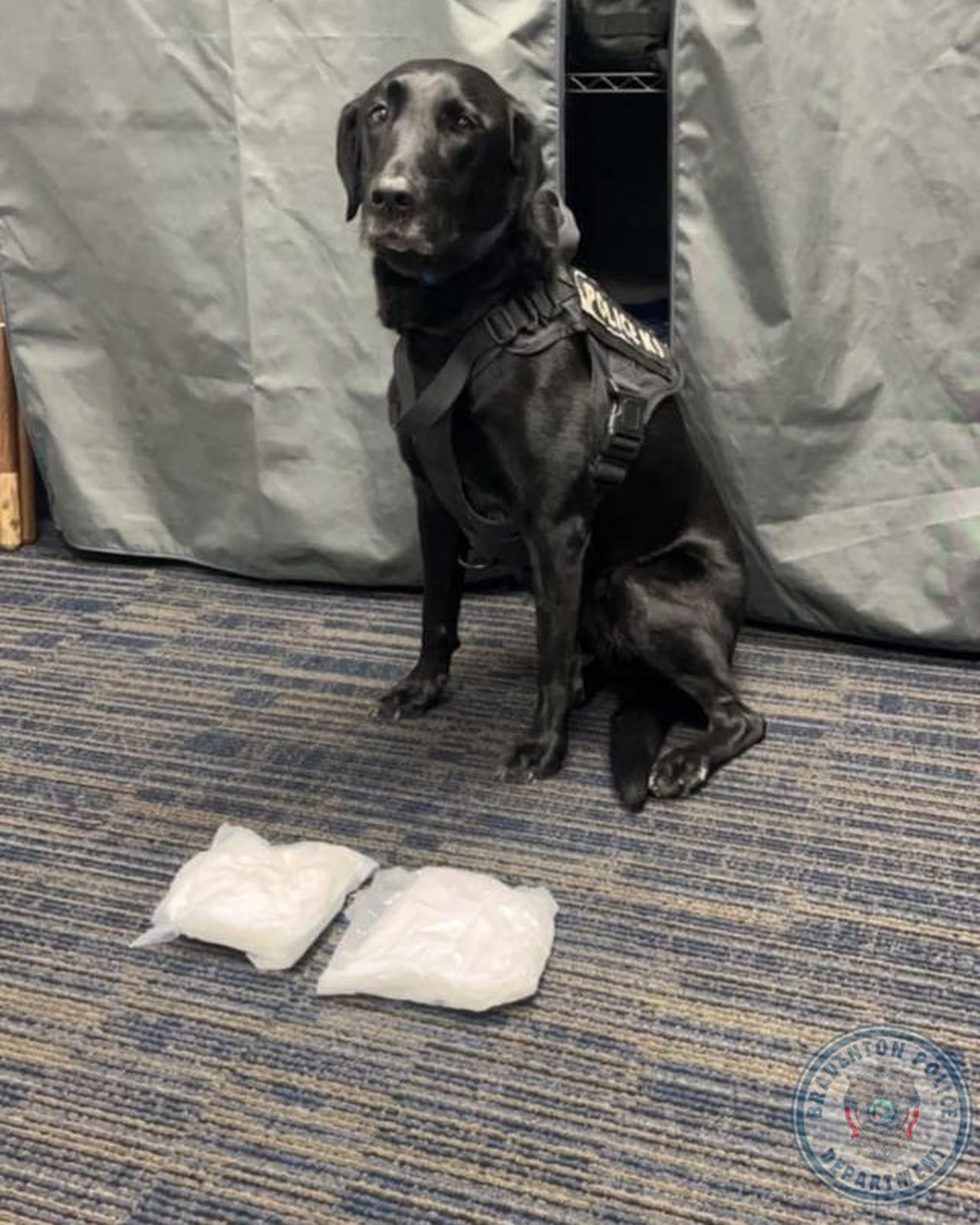 A five-month-long undercover drug trafficking operation by the Bradenton Police Department resulted in the arrest or arrest warrants of eight people in Manatee County.