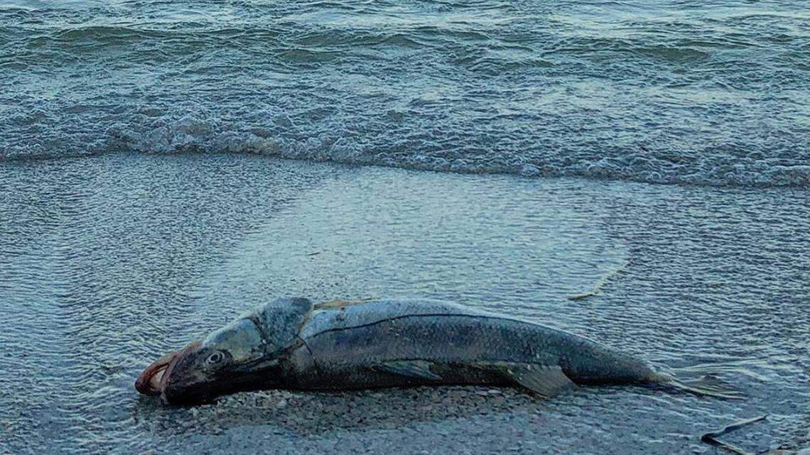 Tons of dead fish washed ashore on Anna Maria Island during last year’s red tide outbreak.