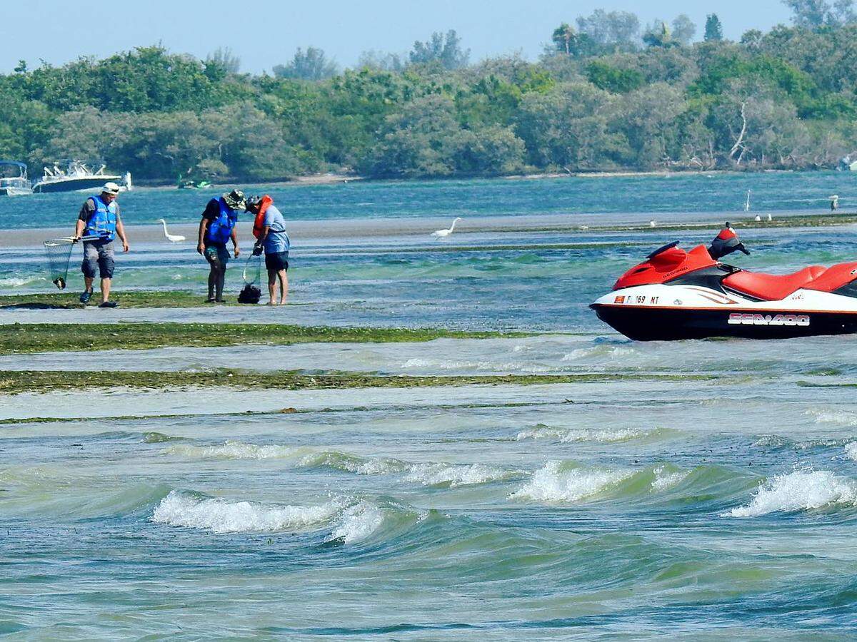 On July 18 the Florida Fish and Wildlife Conservation Commission made a poaching stop near Jewfish Key where 250 total organisms across eight different species were returned alive to the waters.