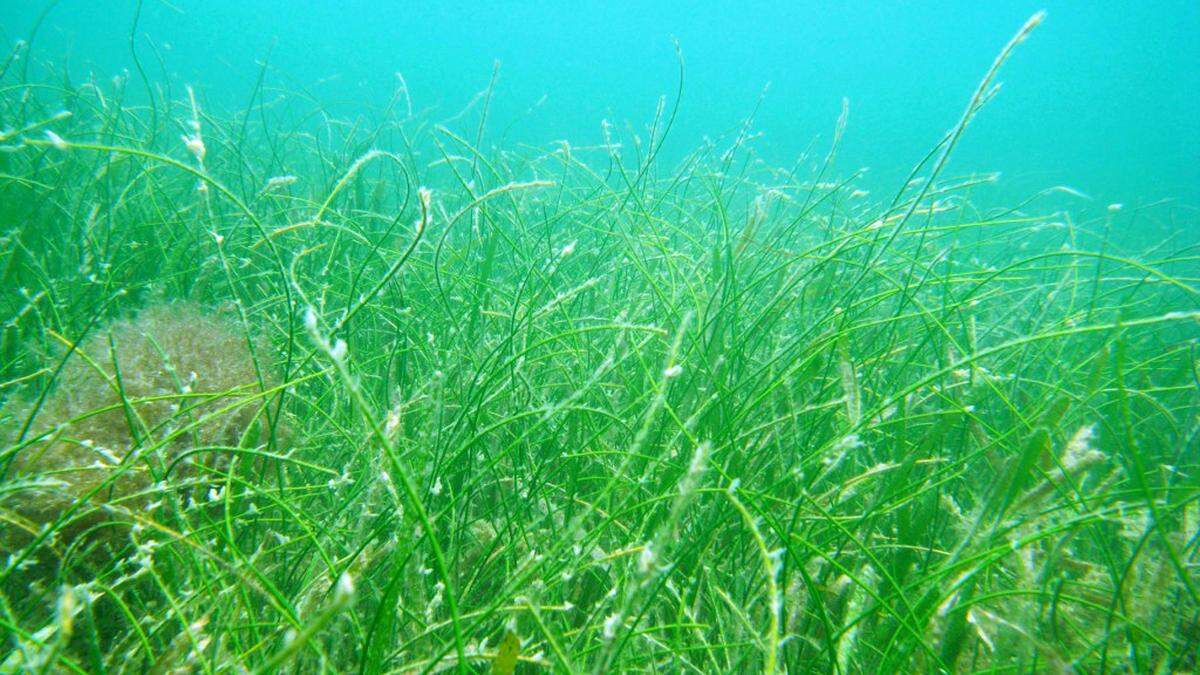 Manatee Grass, a type of seagrass, in upper Sarasota Bay.