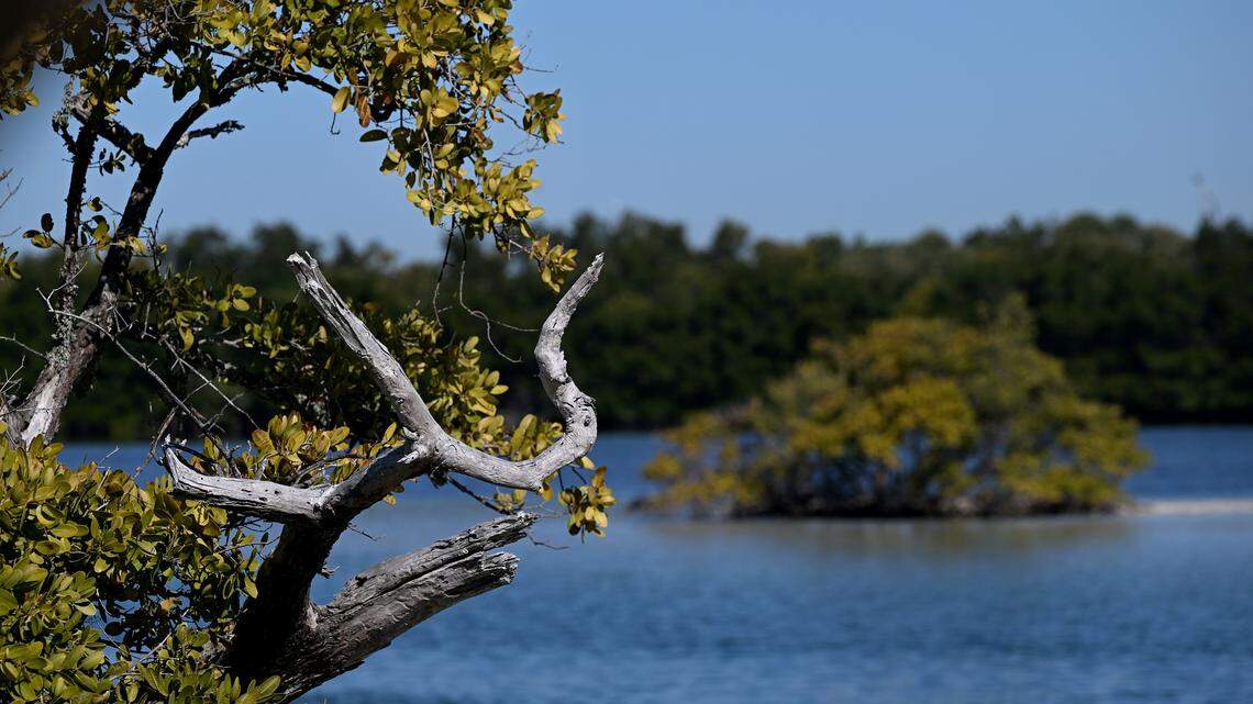 Paradise Island near Rattlesnake Key on Feb. 9, 2026. Slip Knott LLC filed paperwork with Manatee County Government to build a cruise port on its land adjacent to Terra Ceia Aquatic Preserve.  