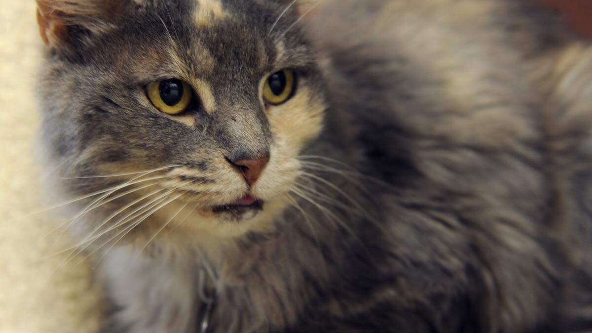 Bobbi, a 12-year-old female manx domestic medium-hair cat, is looking for a good home. Bobbi is available for adoption at the Bishop Animal Shelter for a fee of $60, or $30 on Feline Friday. 
 GRANT JEFFERIES/Bradenton Herald