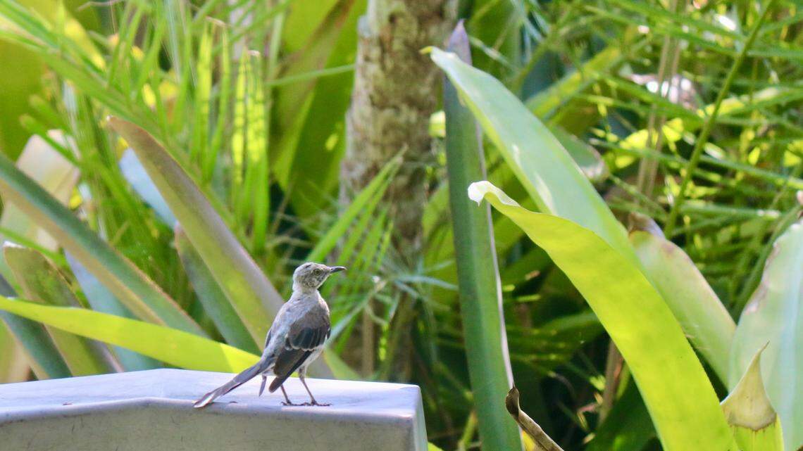 Socially-distanced fun: 5 things to do around Bradenton this weekend