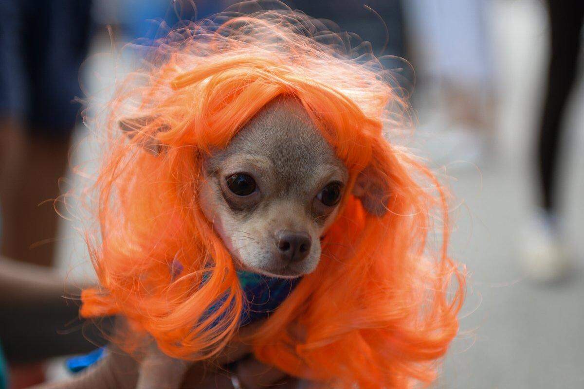 2017 Howl’ween pet parade contestant Lulu dressed as a mermaid.