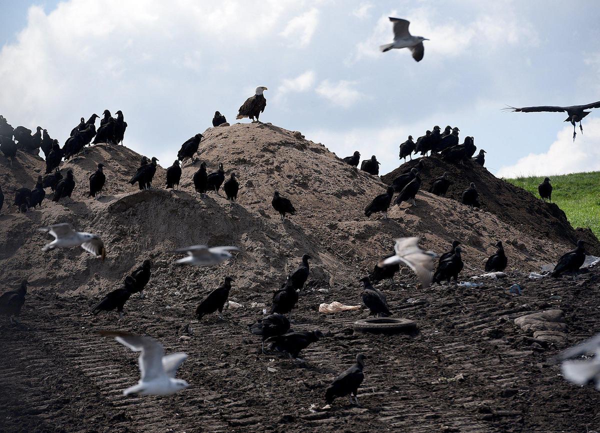 Birds of all kinds can be seen at the Lena Road landfill, including eagles. Officials believe time is running out for Manatee County to find a site for a much-needed new landfill.