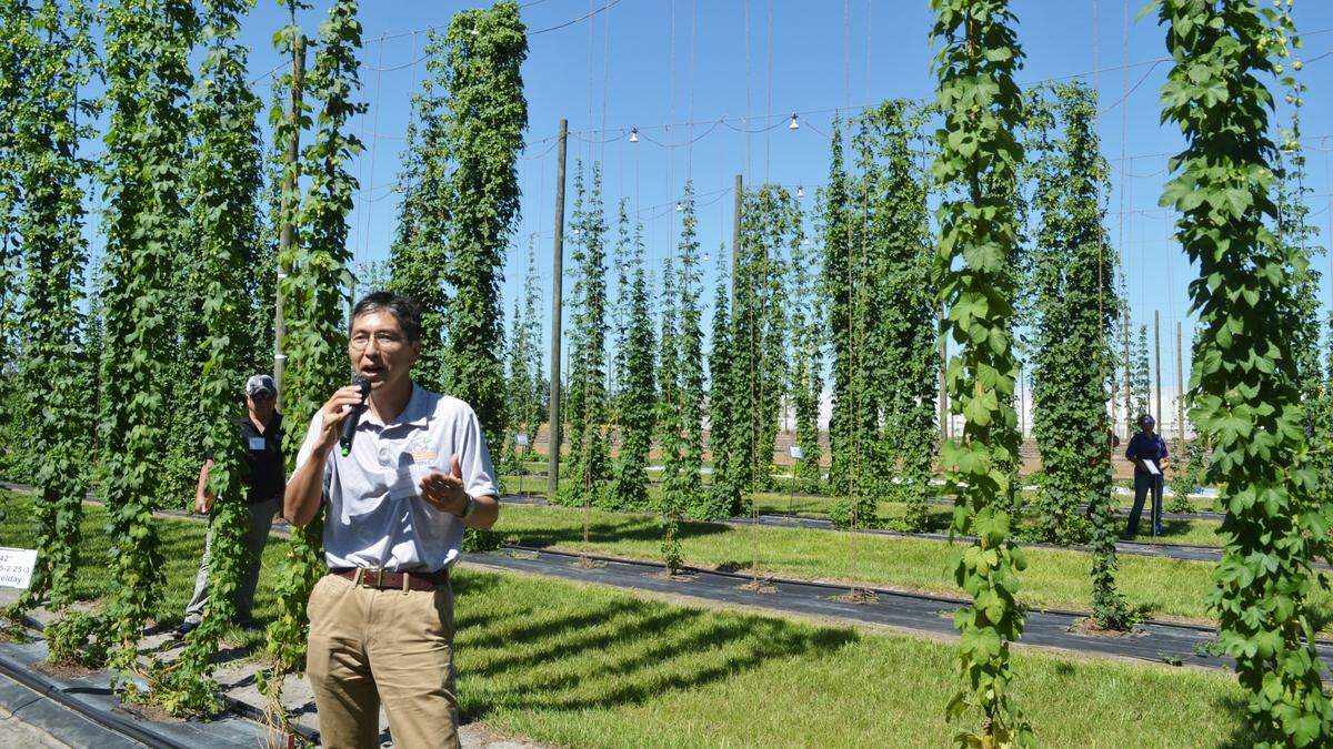 Shinsuke Agehara, one of the lead researchers on the hops project at the UF IFAS Gulf Coast Research and Education Center, discusses the affect of nitrogen levels on hops growth.