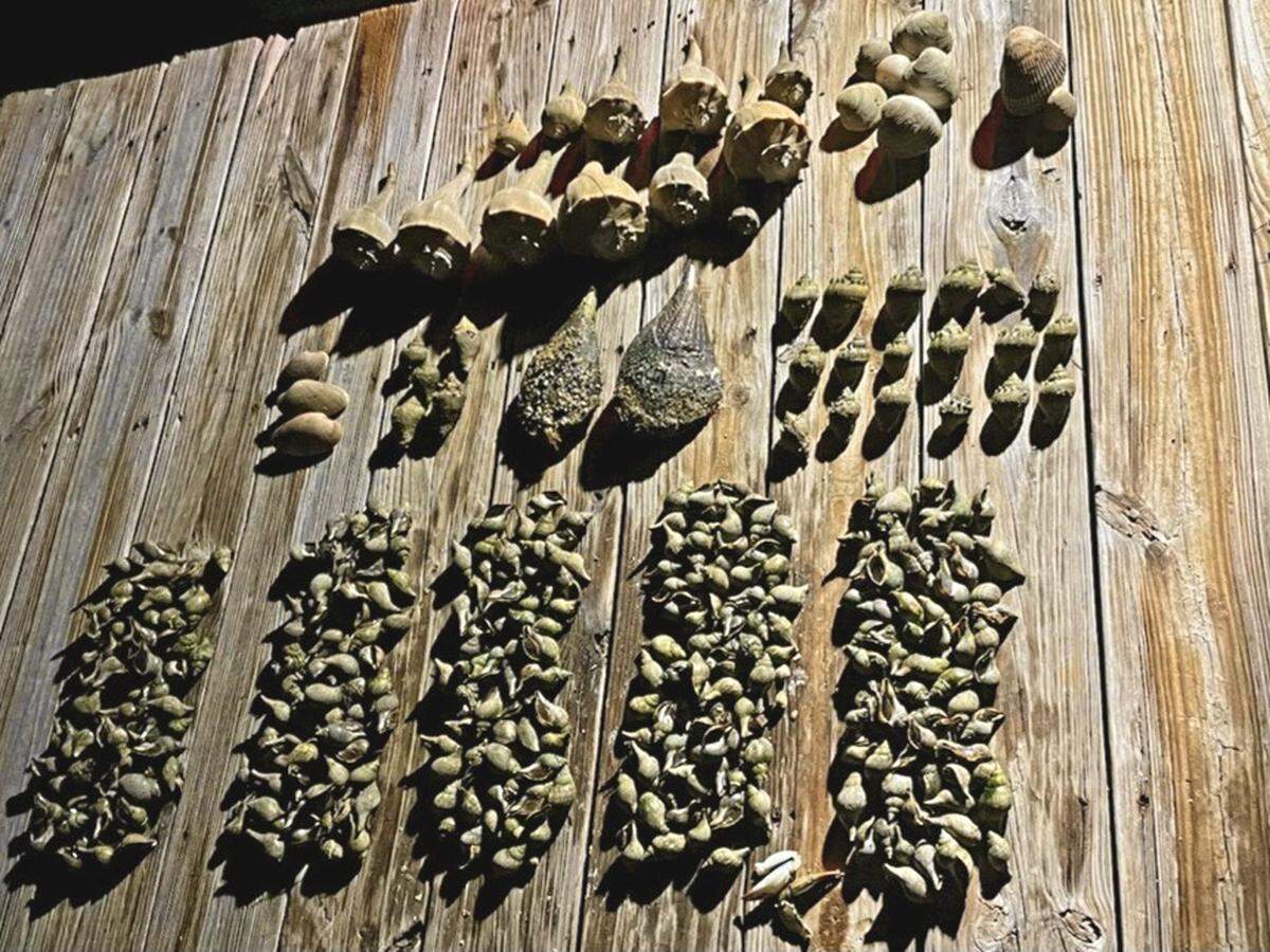 On July 18 the Florida Fish and Wildlife Conservation Commission made a poaching stop near Jewfish Key where 250 total organisms across eight different species were returned alive to the waters.