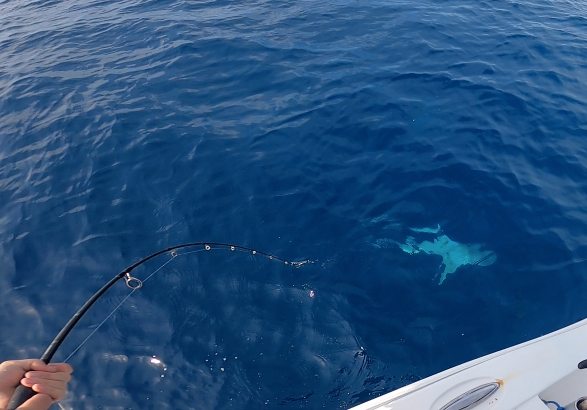 Jon Chapman’s GoPro camera catches a shark stealing the boat’s third tuna of the day on Wednesday, April 27, 2022.