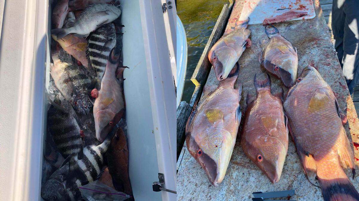 Sheepshead and hogfish caught by Wesley Ford and Mike Draayom