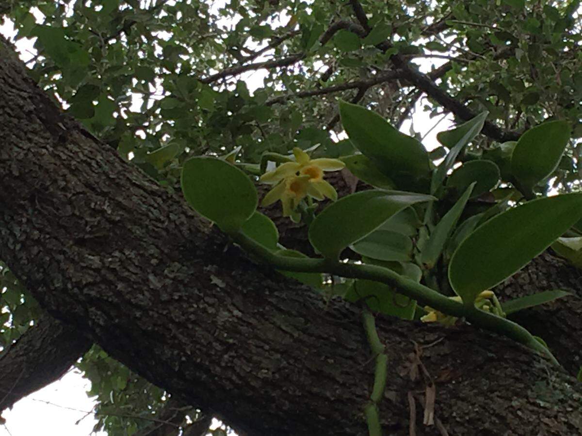A Vanilla pompona plant grows on a live oak at Richard Moyroud’s home in Palm Beach county.