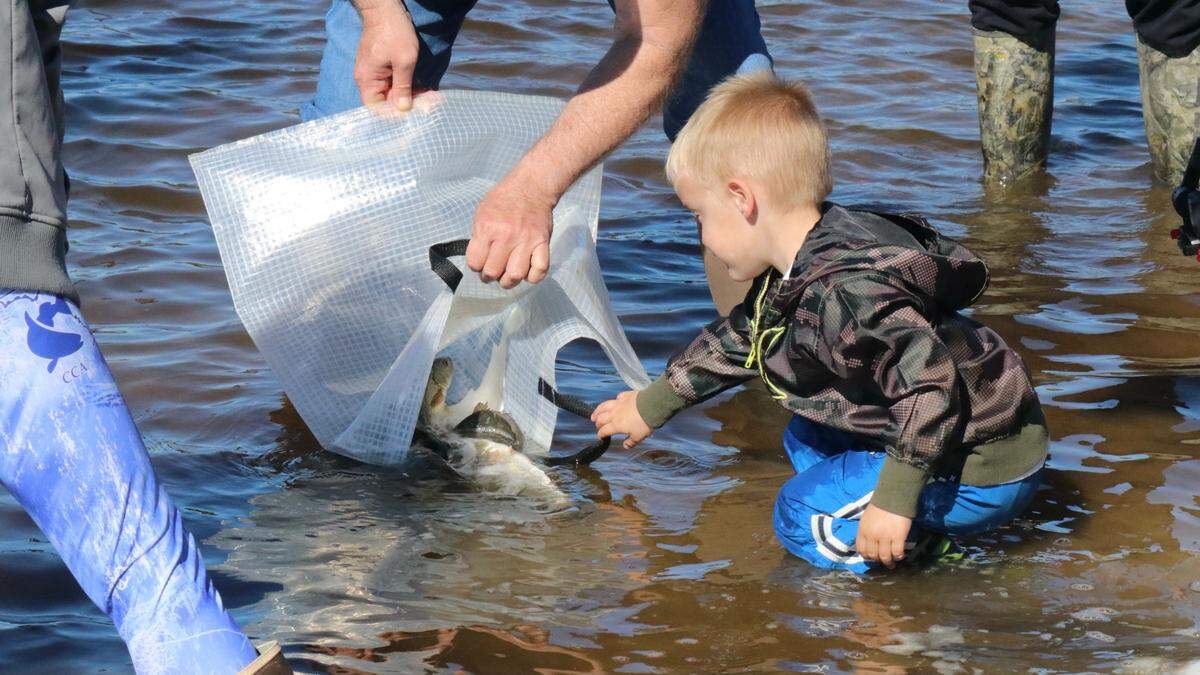 1/29/2021-- Coastal Conservation Association and Robinson Preserve sponsored the release of 2,000 redfish at Robinson Preserve on Friday.