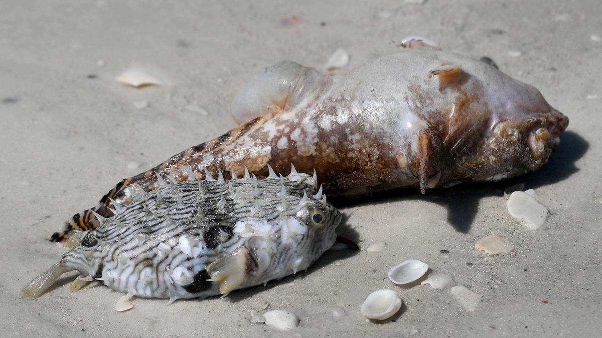 A red tide bloom that has lingered since fall has worsened in recent weeks, bringing more dead fish, murky waters and foul air to beaches on Anna Maria Island’s Bradenton Beach.