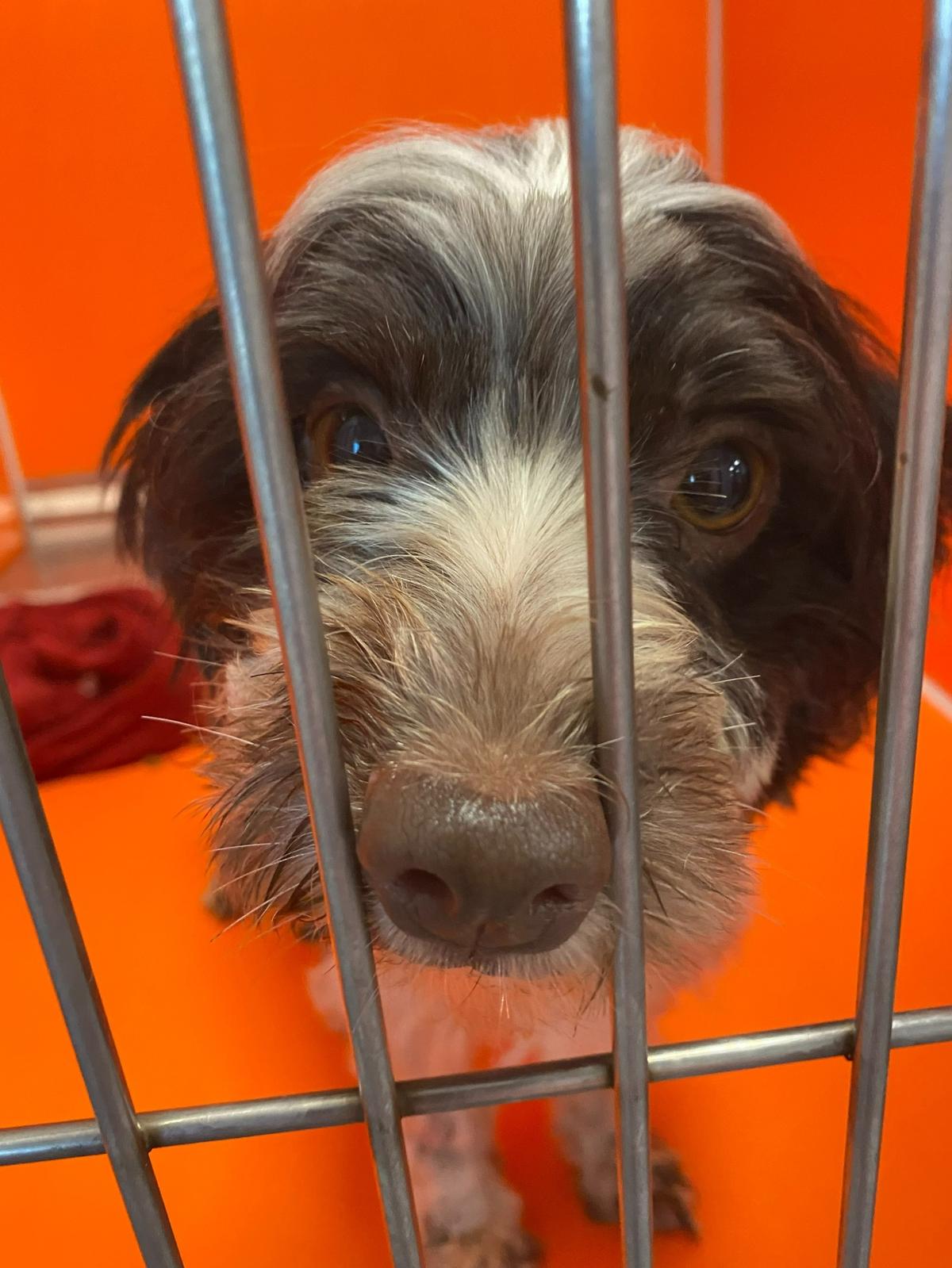 Some of the 14 dogs found in a Bradenton home have been seen by a veterinarian and undergone social training to prepare them for new owners. A few of the dogs will be available for adoption at Manatee County’s sixth annual Adopt-A-Palooza event on May 21.