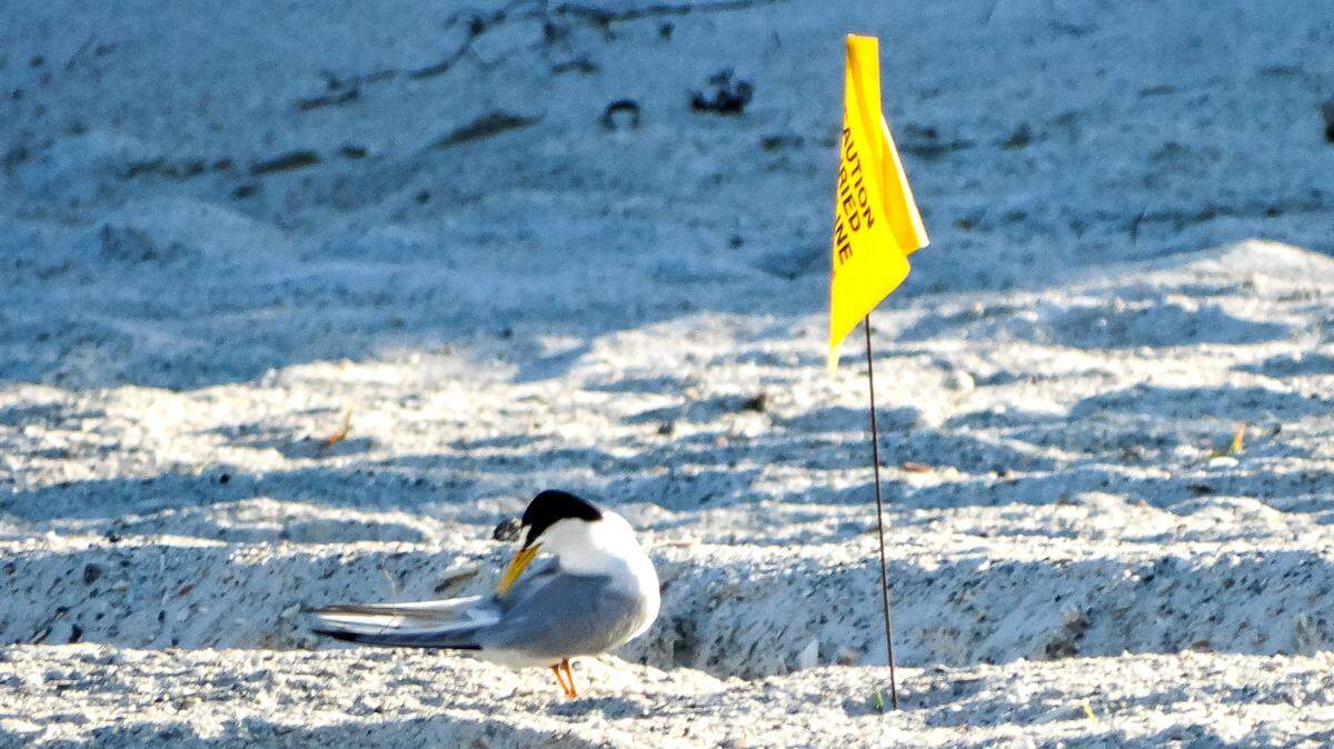 A least tern nests on Anna Maria Island. 
 PHOTO PROVIDED