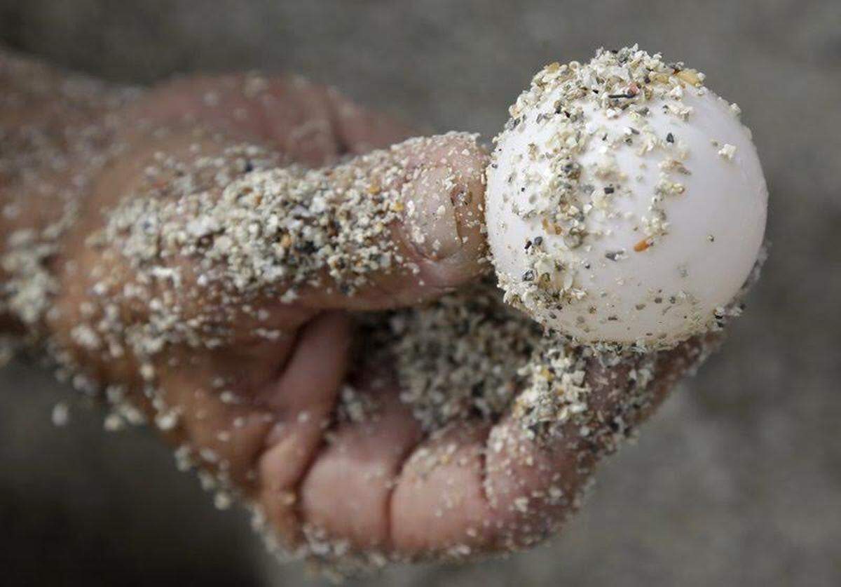 Sea turtle eggs are prized as an aphrodisiac and consumed as a delicacy in some Central American countries.