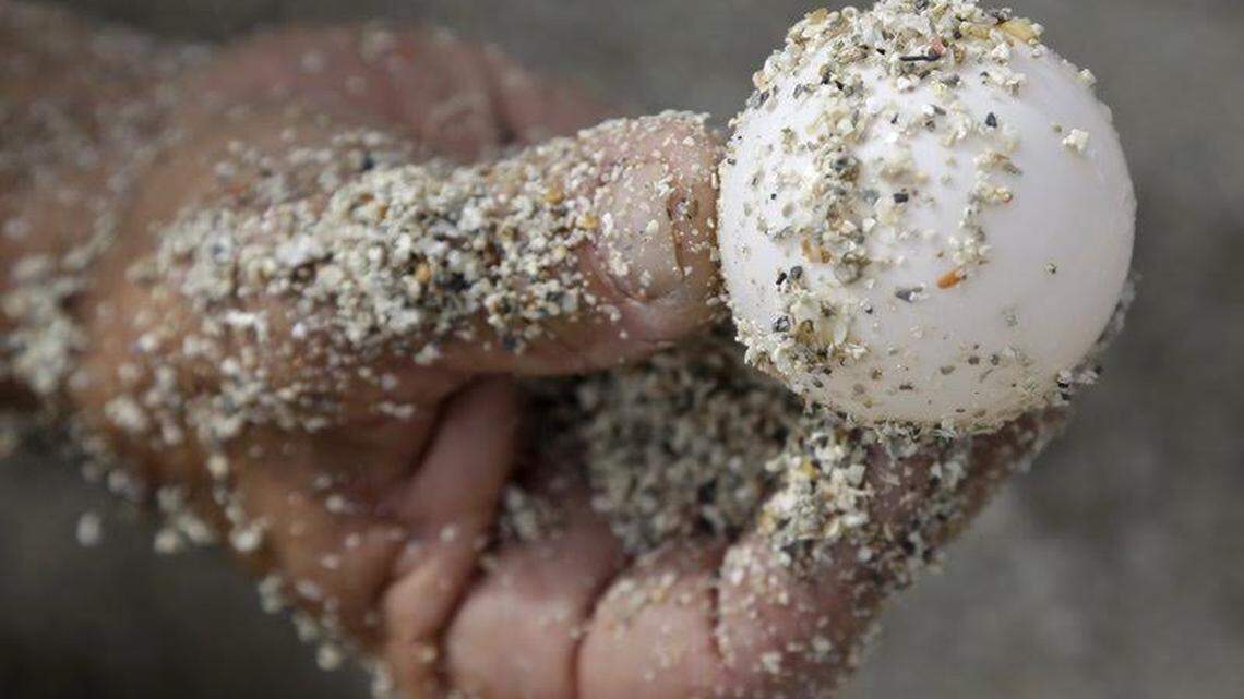A sea turtle egg.