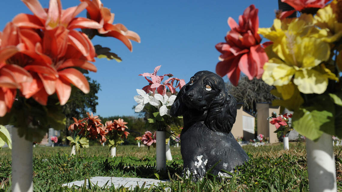 Can I bury my pet in my California backyard? What to know about home burials