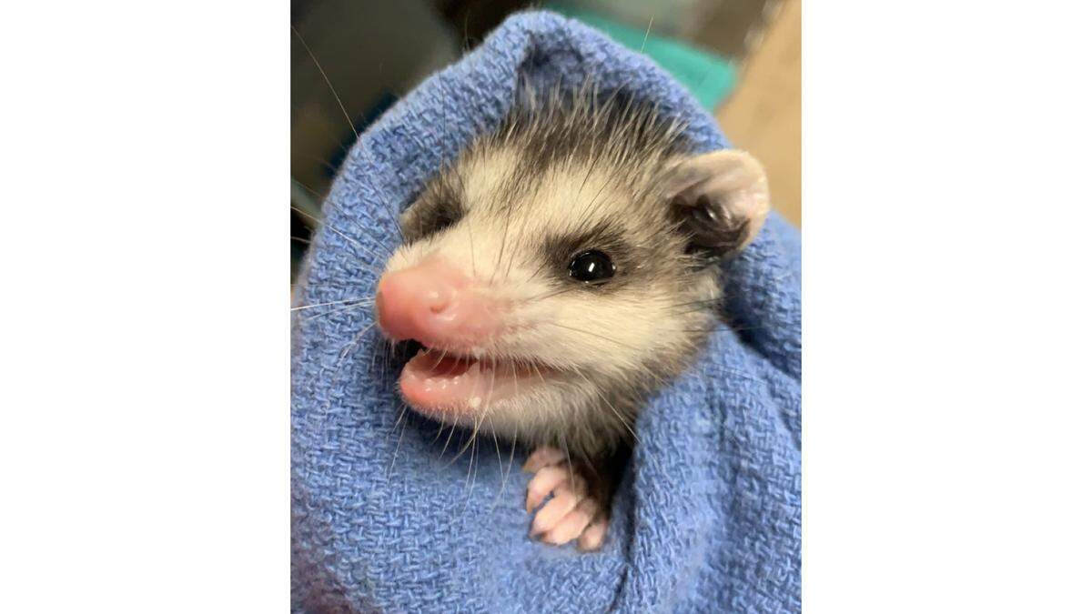 A baby opossum was brought to Wildlife Inc. after being left motherless by Hurricane Ian.