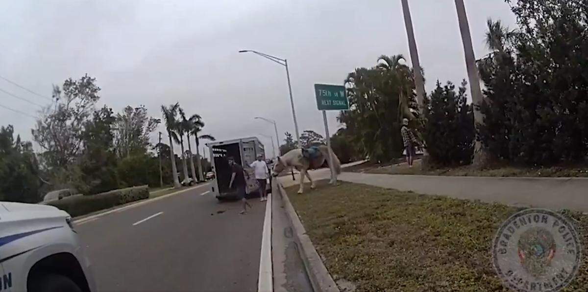 A guided horseback ride in Palma Sola Bay went wrong on Saturday when the horses got scared, tossed off their riders and went running down the causeway, Bradenton Police Department said.
