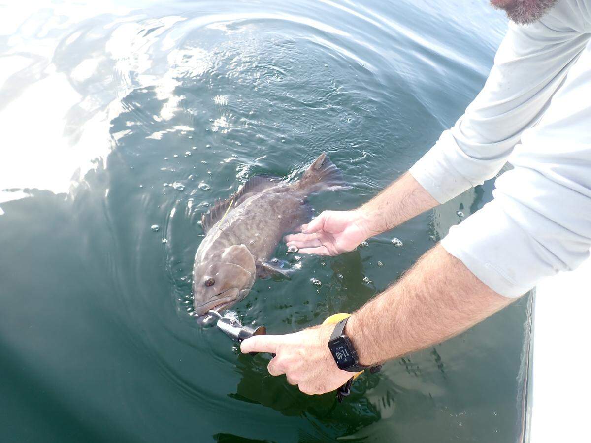 Researchers with the movement ecology and reproductive resilience (MERR) lab at the Florida Fish and Wildlife Research Institute have completed several studies on local fish species, including gag grouper, in Tampa Bay.
