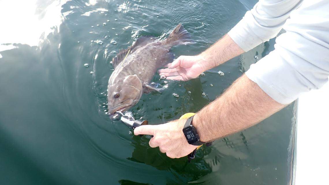 Are gag grouper numbers down in Tampa Bay? How a Bradenton native researcher studies fish