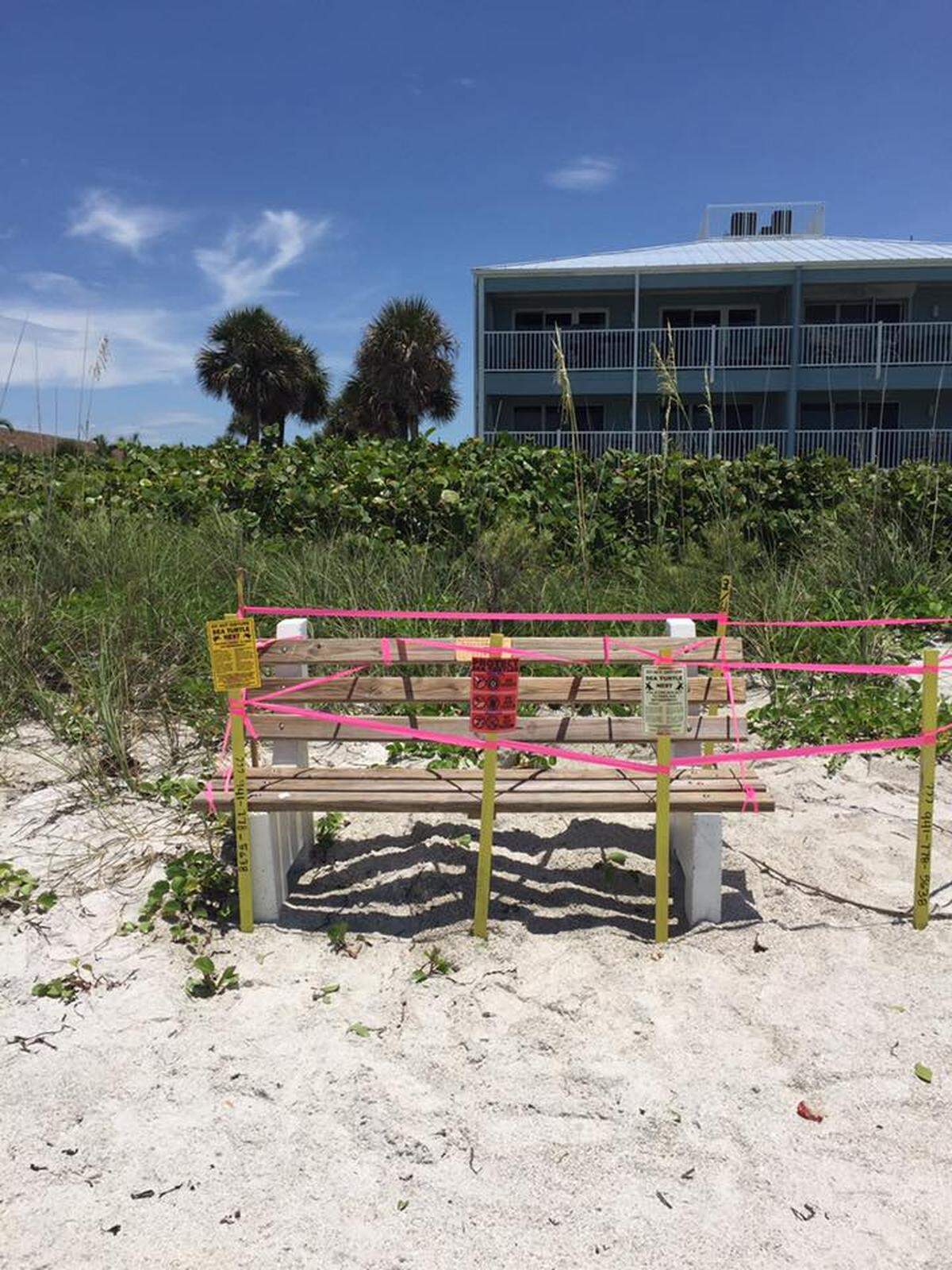 A sea turtle nested beneath a Holmes Beach bench in June 2017.