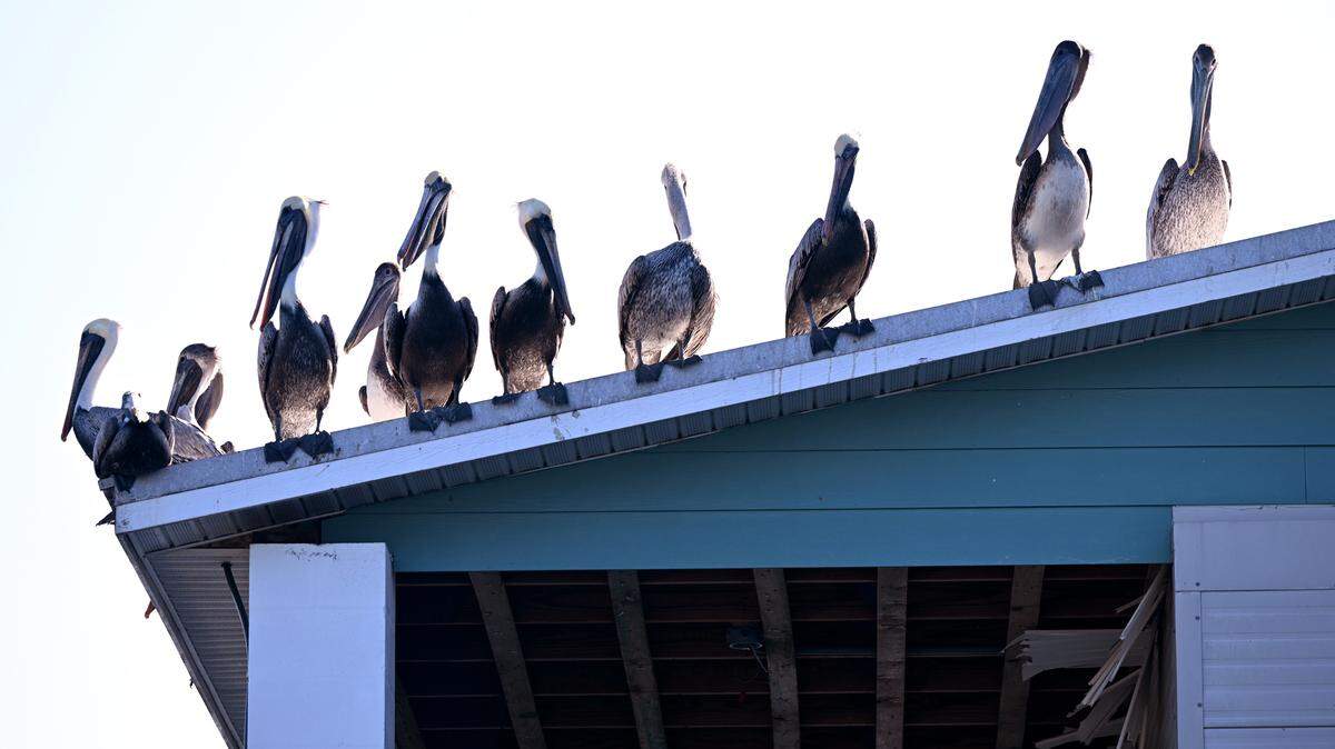 Pelicans gathered at the docks of Cortez on the mornings of Dec. 30.