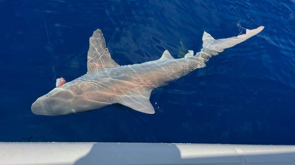 A shark ate the red snapper that a fisherman caught in the Gulf of Mexico before it could be brought onto the boat. Local anglers say more and more sharks are stealing fish from their lines.
