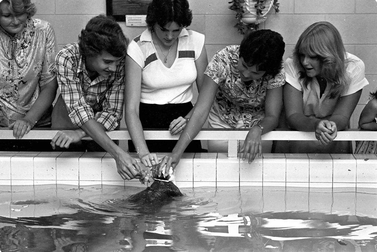 Snooty enjoys attention from visitors to the aquarium at the South Florida Museum on June 3, 1980.