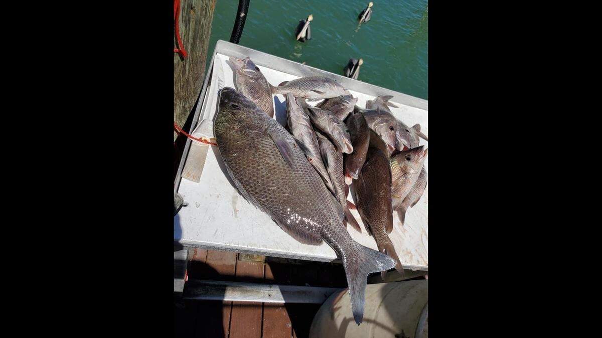 Fisherman Jamie Andrews caught a near-world-record-sized grunt on a recent fishing trip with his daughter.