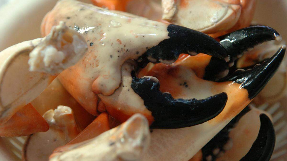 Stone crab season coincides with a toxic bloom of red tide that has affected every Florida coast this year. The Florida Fish and Wildlife Conservation Commission has dedicated a part of their website to whether seafood, including stone crab claws, is safe to eat during a red tide bloom.