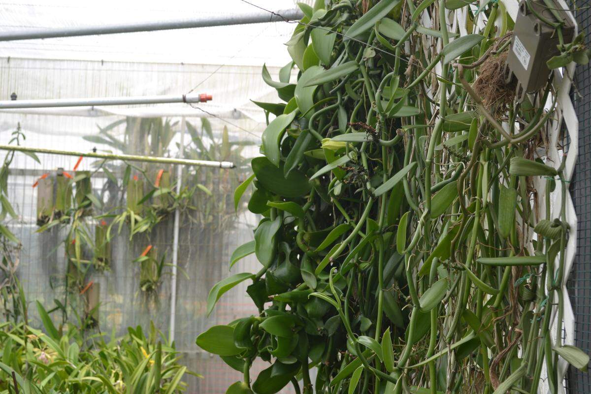 Vanilla vines grow in one of the the greenhouses at Plantio La Orquidea in Sarasota.