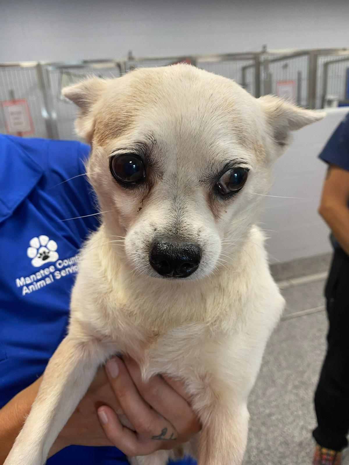 One of 14 dogs rescued from a Bradenton home on May 7, 2022.