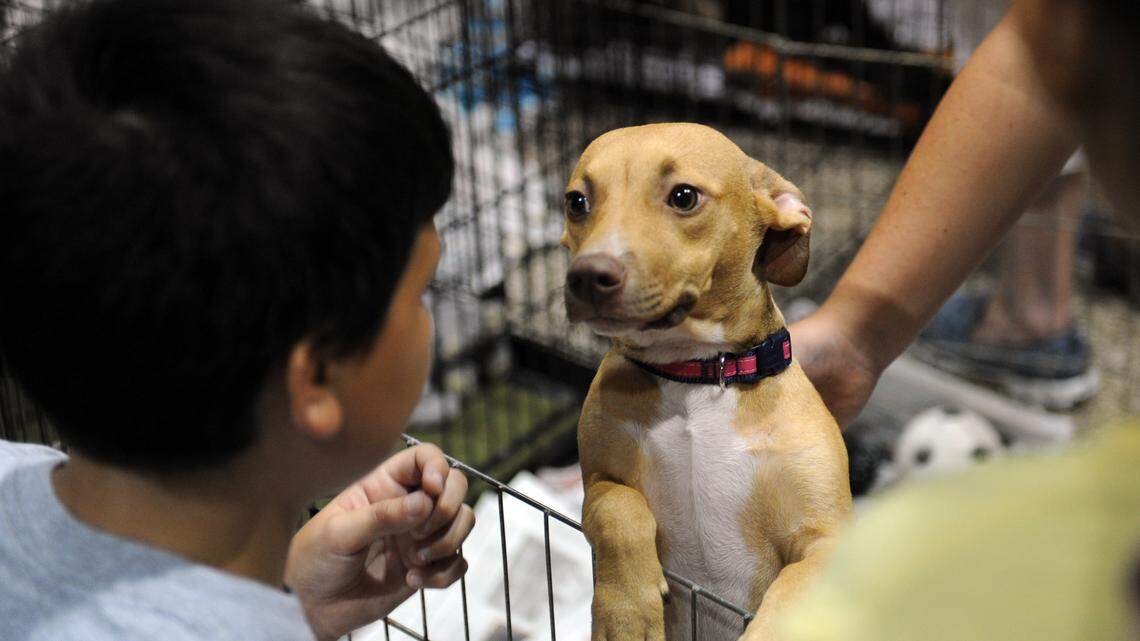 What to do this weekend around Bradenton: Adopt-A-Palooza, Shrimp Fest and more