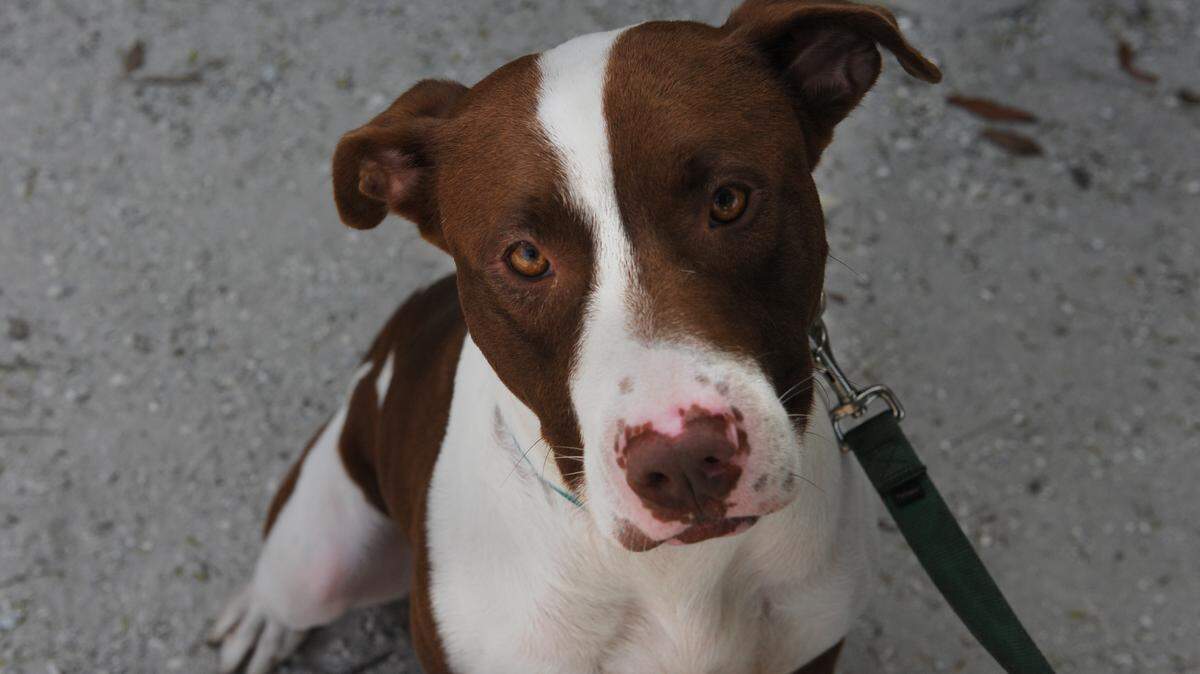 Nestle, 3-year-old male hound mix dog, is available for adoption at the Humane Society of Manatee County for an adoption fee of $75. 
 GRANT JEFFERIES/Bradenton Herald