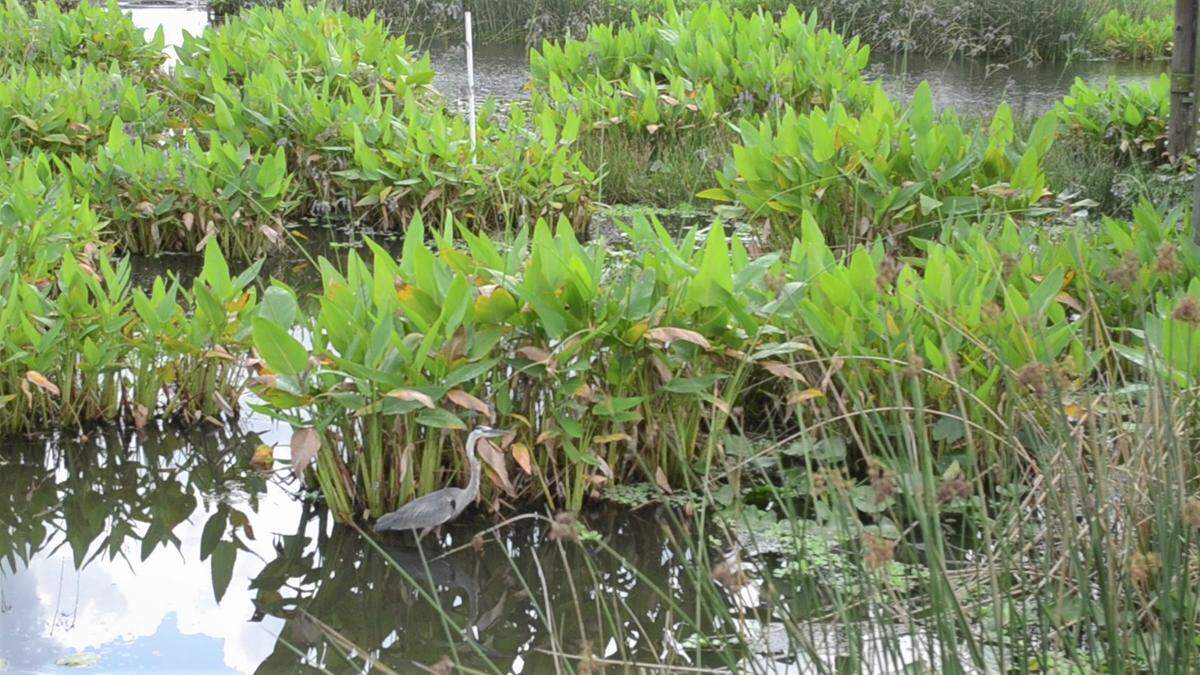 A great blue heron wades at Celery Fields, a natural area and stormwater collection site in Sarasota that attracts many species of birds.