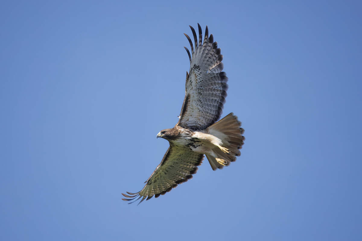 A red-tailed hawk photographed during the Manatee County Audubon Society’s 2025 Christmas Bird Count.