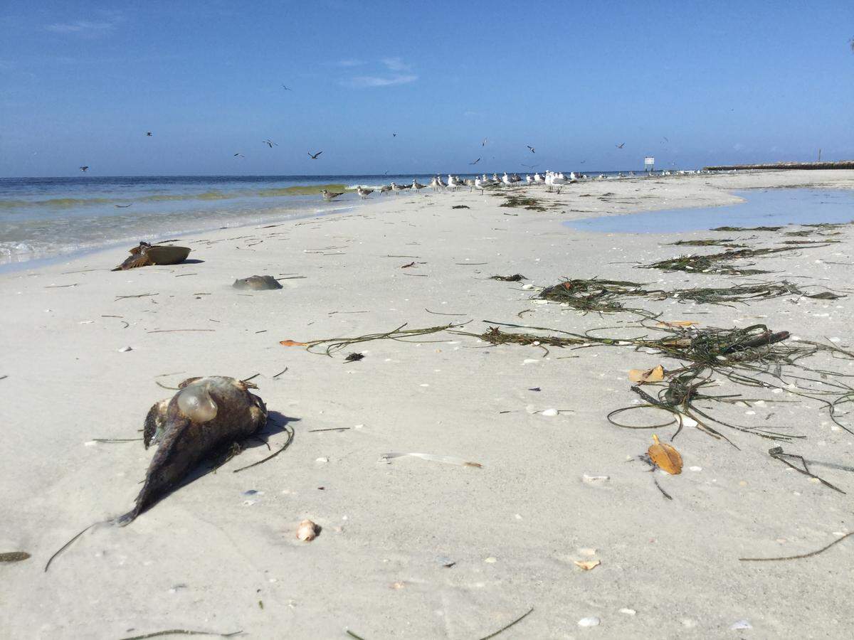 Crews continue to do a great job keeping the shorelines of Anna Maria Island clear from dead fish that continue to float ashore, victims of a persistent and severe red tide outbreak. But the fish kill continues.