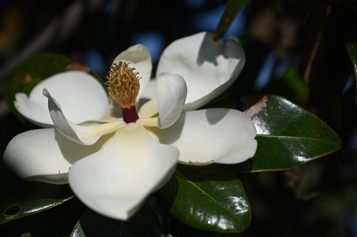 A magnolia blooms on one of the many trees at Connor Park in Palmetto. The land was a brownfield remediation, and now provides filtering of runoff water in the area.