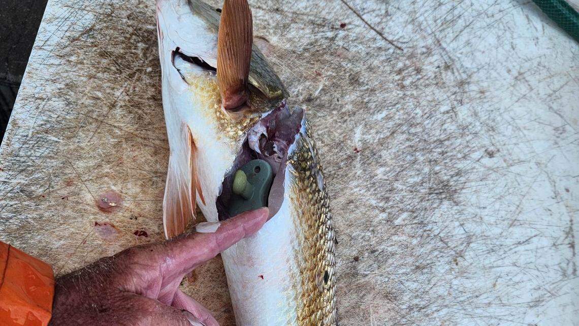Florida angler finds pacifier lost 7 weeks ago in a redfish | Bradenton ...