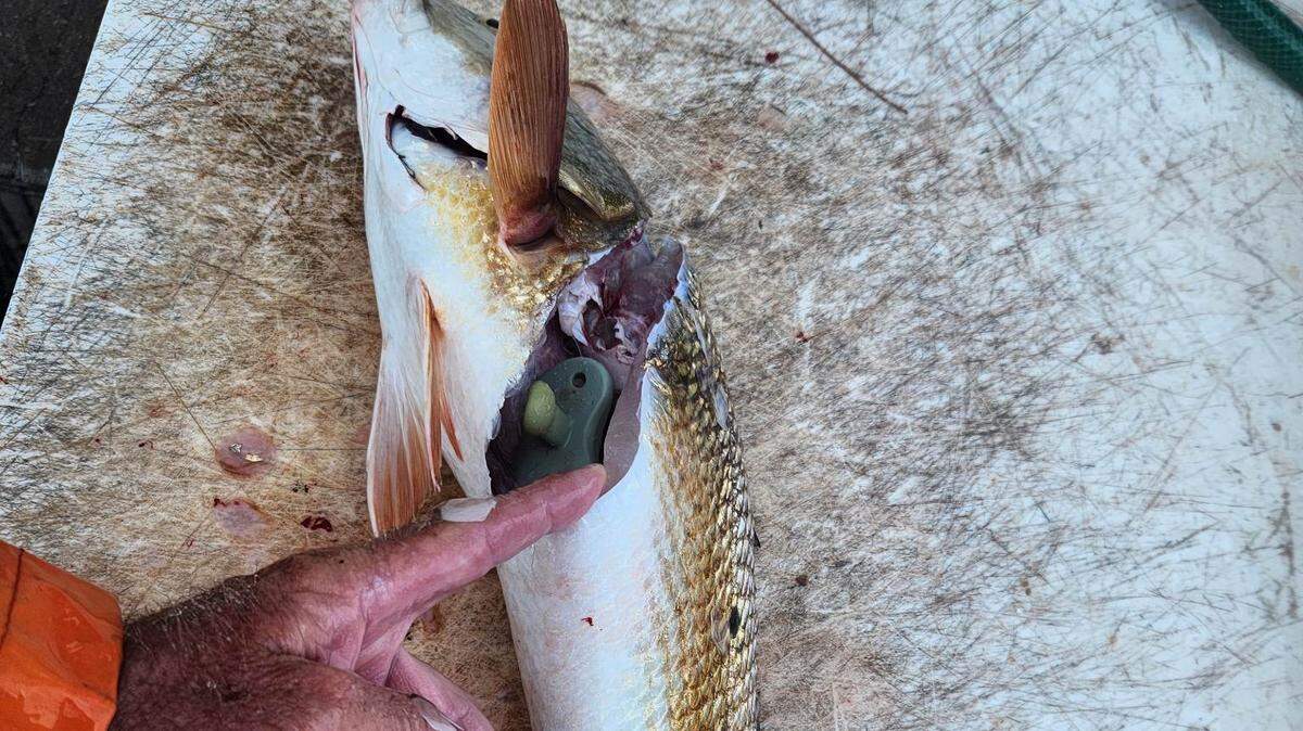 Ryan Killoran shows the pacifier in a redfish he caught in the Manatee River.