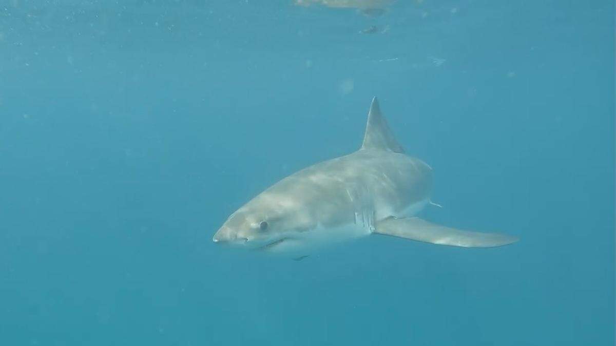 John Pendergrast swam with great white sharks and tiger sharks that were feeding on a dead sperm whale that washed ashore in Sarasota.